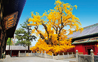 1636606258629284.jpg 大覺寺.jpg